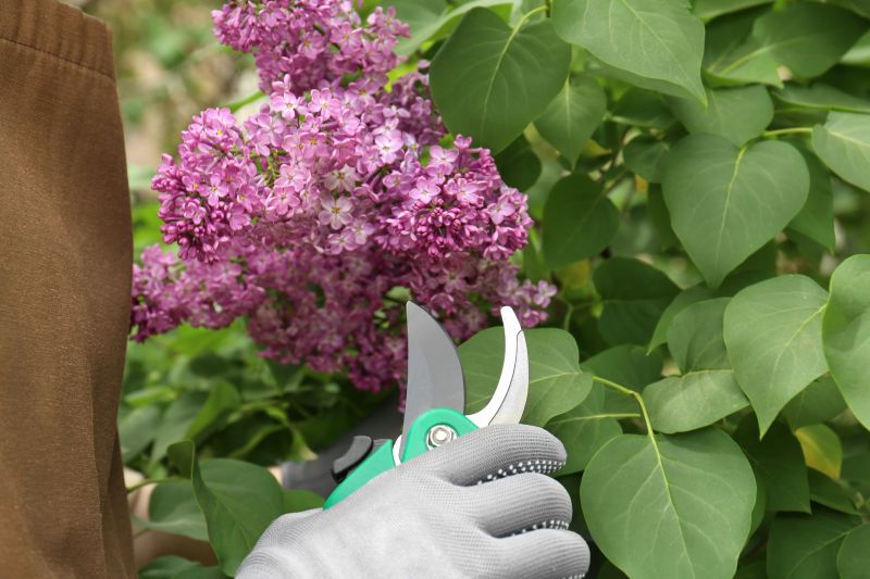 Azalea Pruning in Aiken, SC