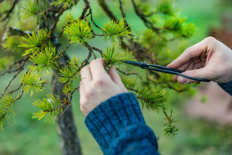 Japanese Maple Pruning in Allentown, PA