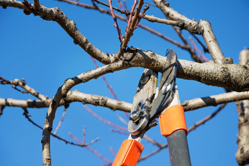 Peach Tree Pruning in Doylestown, PA