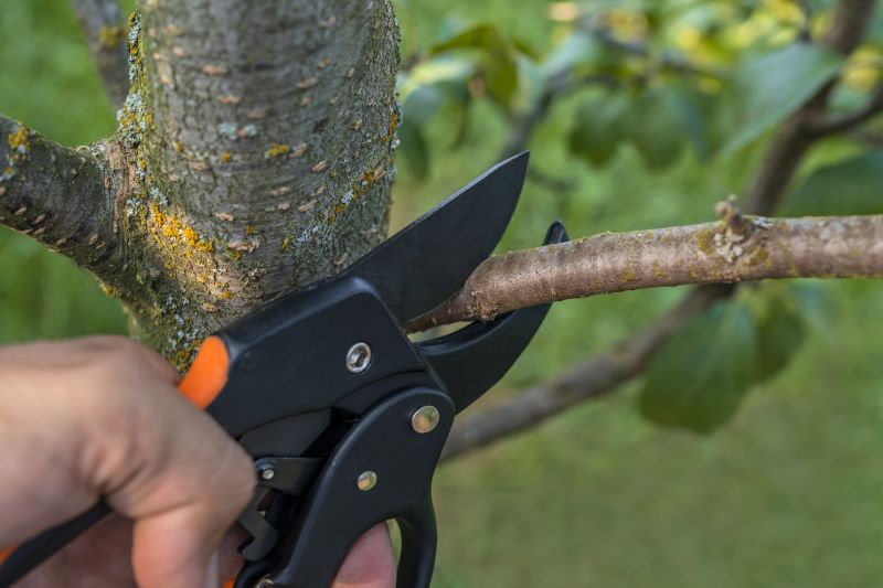 Apple Tree Removal in Montgomery County, PA