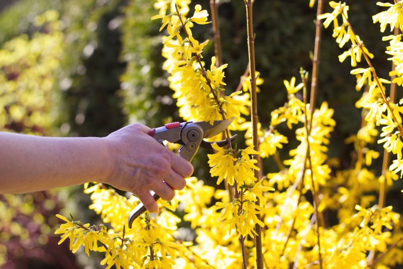 Butterfly Bush Pruning in Aiken, SC
