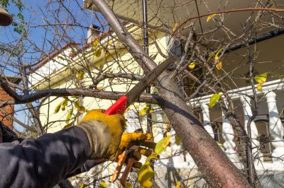 Cedar Tree Pruning in Allentown, PA