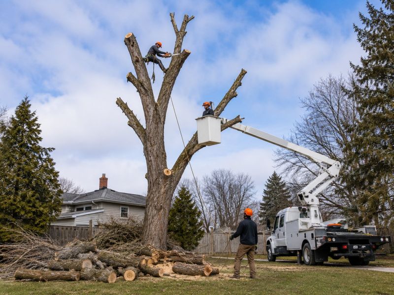 Cherry Tree Removal in Allentown, PA