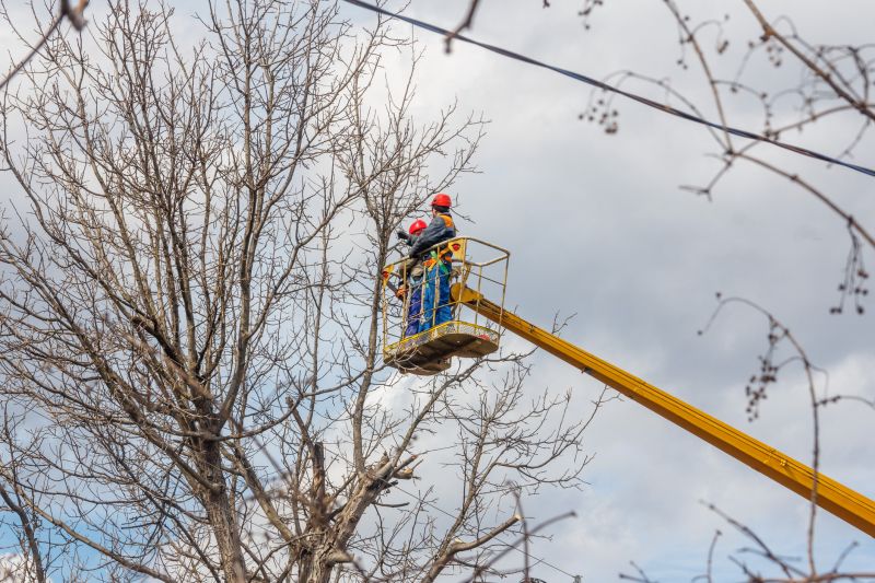 Cypress Tree Trimming