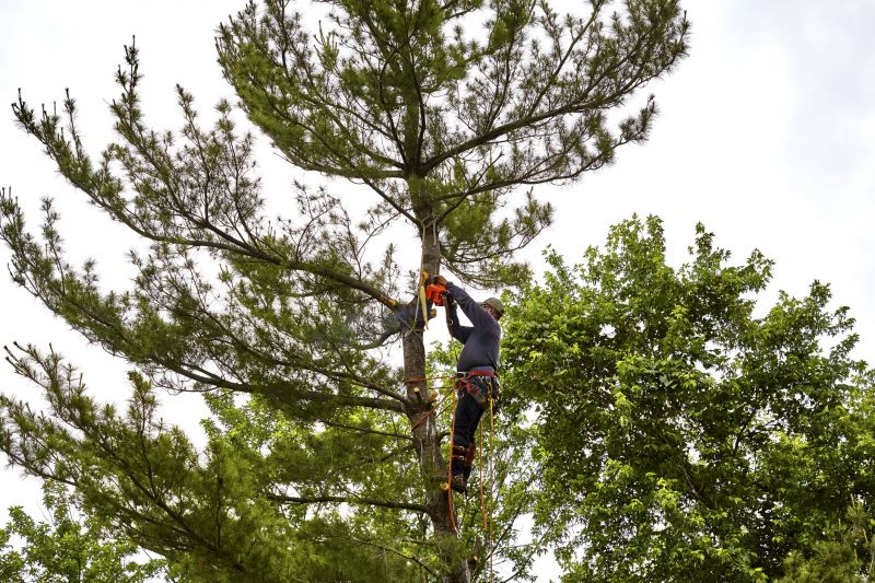 Cypress Tree Removal in Doylestown, PA