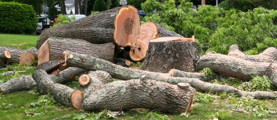 Cypress Tree Removal in Aiken, SC