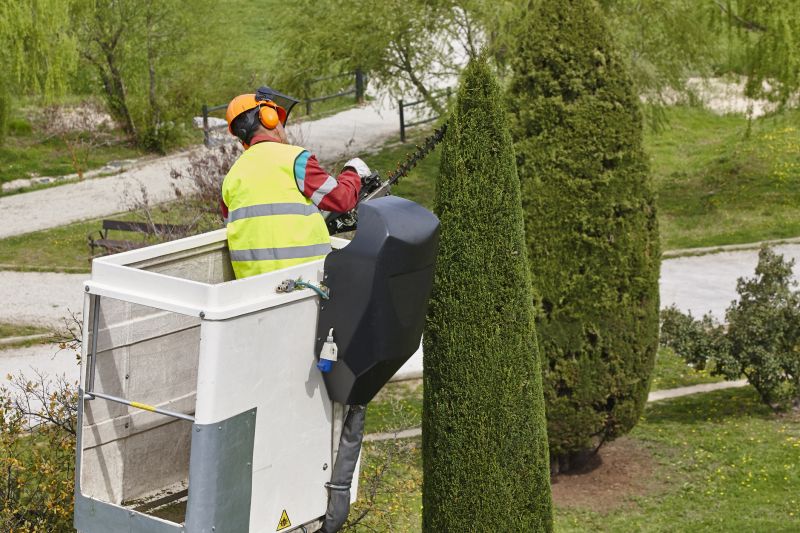 Cypress Tree Trimming