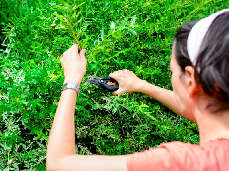 Trimming Cypress in Different Seasons