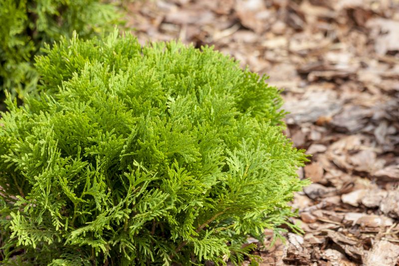 Mulched Cypress Trimmings