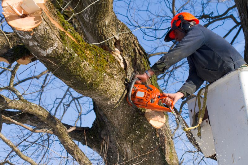 Tree Removal Crew Working