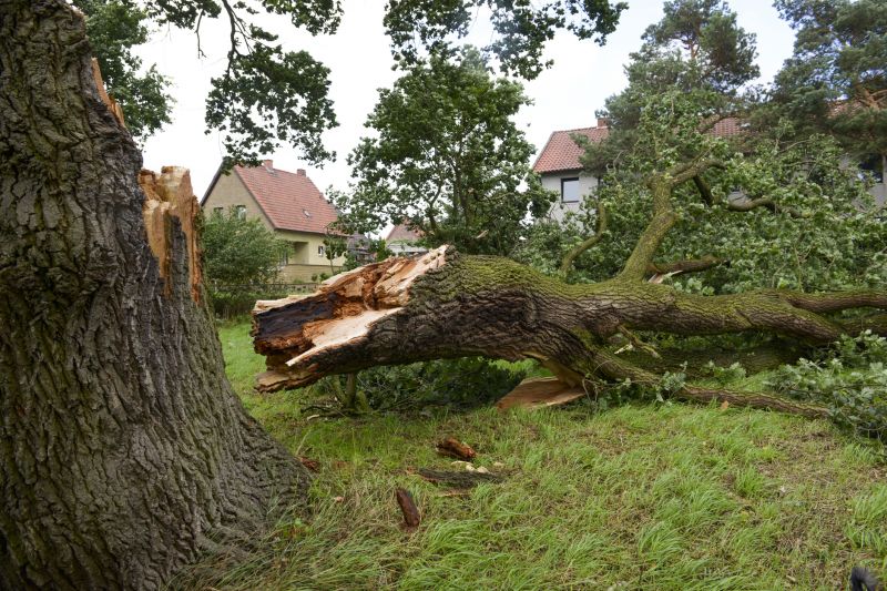 Fallen Tree in Yard