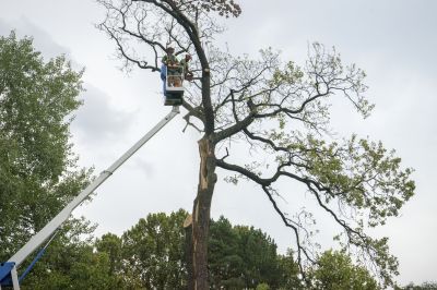 Tree Near Power Lines
