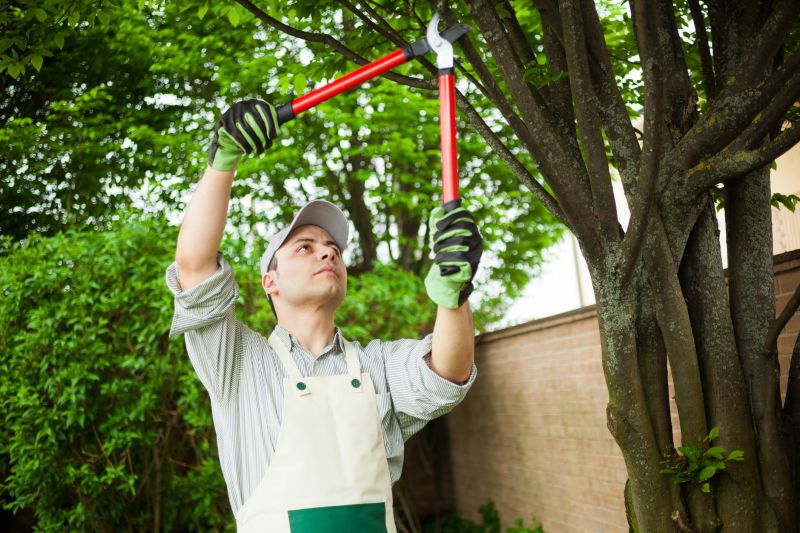 Hickory Tree Trimming in San Jose, CA