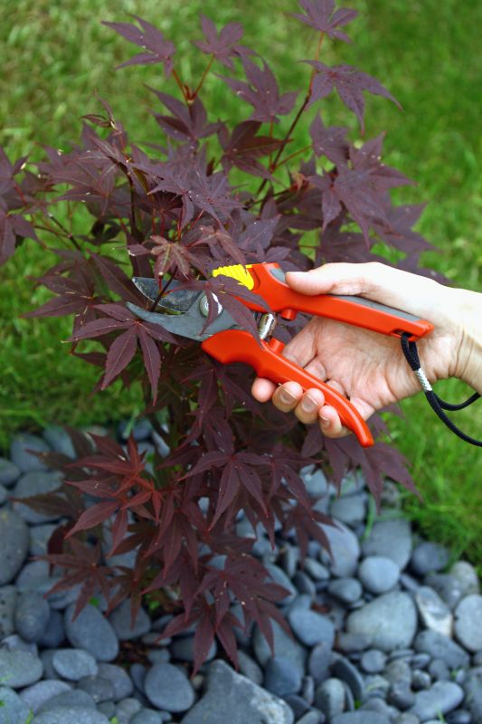 Maple Tree Pruning in Reno, NV