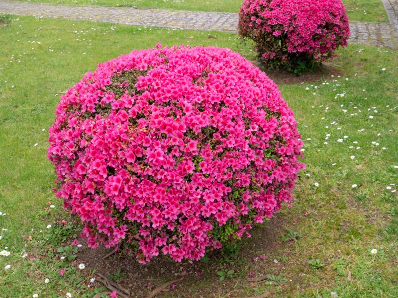 Rhododendron Pruning in Ventura County, CA