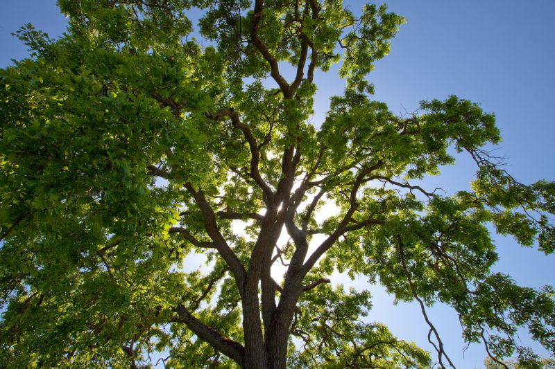 Tree Canopy Thinning in San Jose, CA
