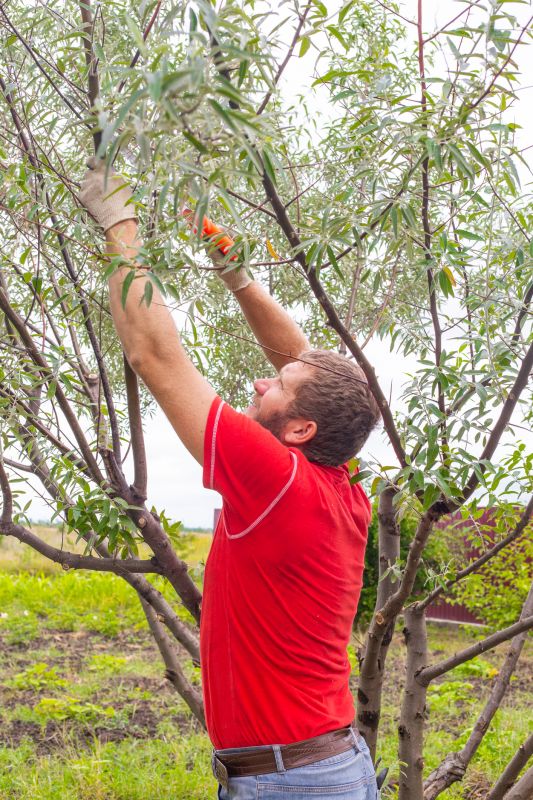 Tree Crown Cleaning
