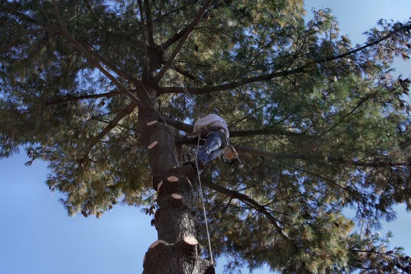 Tree Trimming Service in Pottstown, PA
