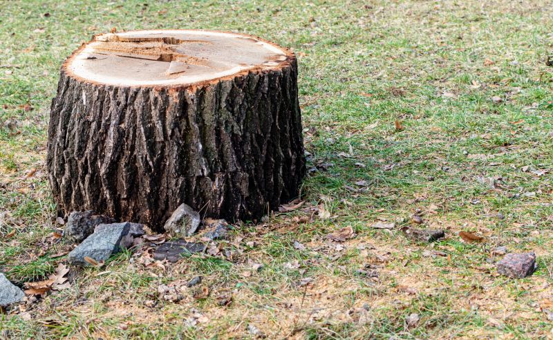 Tree Trunk Removal in Aiken, SC