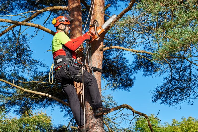 Tree trimming professionals at work