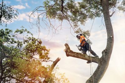 Safety gear for arborists