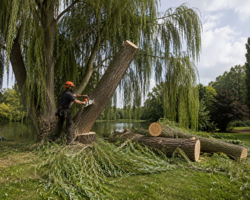 Willow Tree Removal in Aiken, SC