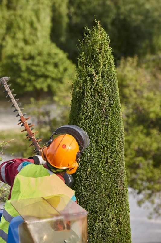 Enhance Tree Shape and Aesthetic